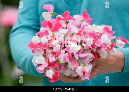 Lathyrus odoratus "dipinto Lady'. Mazzetto di appena raccolte di piselli dolci in estate. Regno Unito Foto Stock