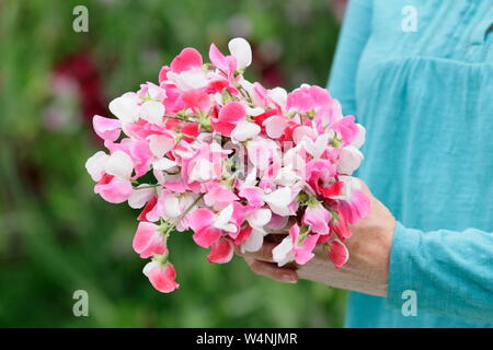 Lathyrus odoratus "dipinto Lady'. Mazzetto di appena raccolte di piselli dolci in estate. Regno Unito Foto Stock