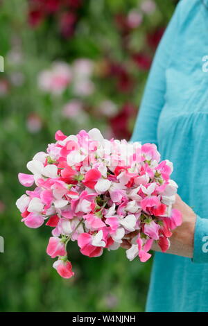 Lathyrus odoratus "dipinto Lady'. Mazzetto di appena raccolte di piselli dolci in estate. Regno Unito Foto Stock