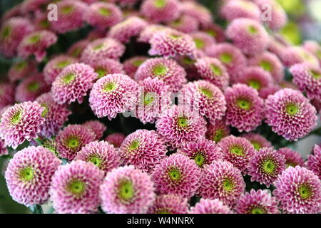 Negozio di fiori a Helsinki in Finlandia, fiori Foto Stock