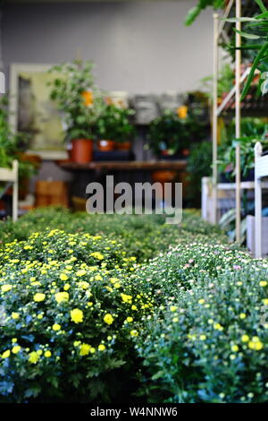 Negozio di fiori a Helsinki in Finlandia, fiori Foto Stock