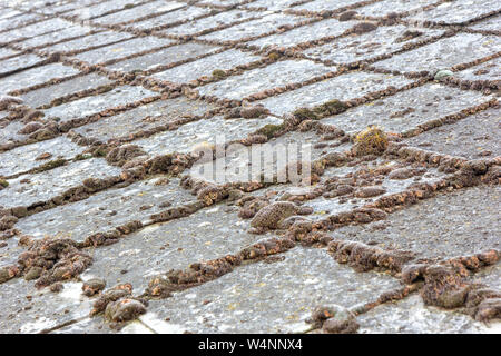 Old dirty, Mossy, lichened tegole di un tetto Foto Stock