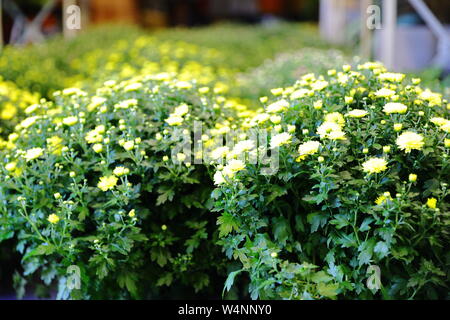 Negozio di fiori a Helsinki in Finlandia, fiori Foto Stock