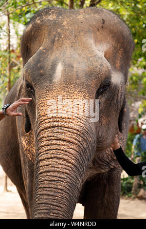 L'elefante indiano a livello locale elefante santuario in Thailandia Foto Stock