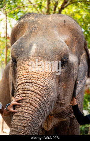 Ndian Elephant presso il locale elefante santuario in Thailandia Foto Stock
