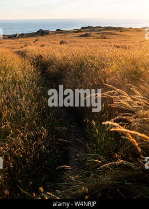Campo d'oro sulla scogliera costiera con vista oceano Foto Stock