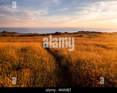 Sentiero serpeggiante attraverso il campo su ocean bluff Foto Stock