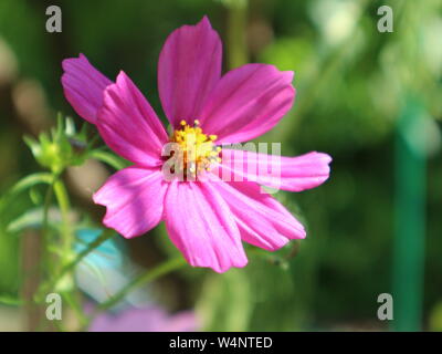 Giardino di fiori cosmos Foto Stock