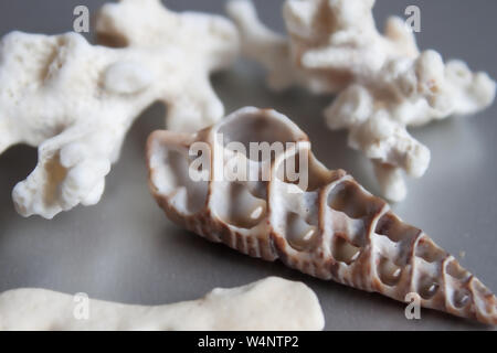 Conchiglie di mare, pietre, cozze e coralli sfondo. Foto Stock