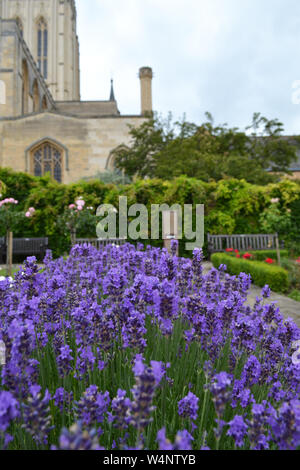 Bella Lavandula {lavanda} ad Abbey Gardens in Bury St Edmunds, Suffolk, Regno Unito Foto Stock