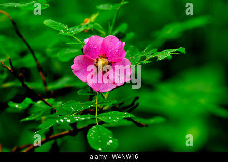 Una rosa rosa selvatica Rosa acicularis', il fiore simbolo di Alberta, crescente selvatici su una verde rosaio nelle zone rurali di Alberta in Canada. Foto Stock