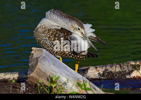 Una maggiore yellowlegs shore bird ' Tringa melanoleuca', preening sulle rive di un Beaver Dam vicino a Hinton Alberta Canada. Foto Stock