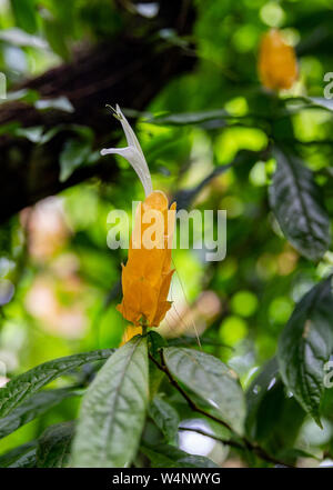 Saint Vincent e Grenadine, pachystachys lutea, golden impianti adibiti alla pesca di gamberetti Foto Stock