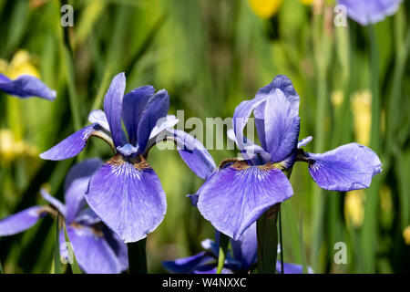 Close-up di due fiori blu Iris Sibirica su sfondo verde Foto Stock
