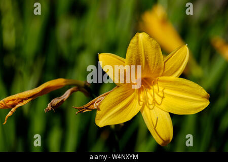 Primo piano su un unico fiore giallo del limone lily. Hemerocallis lilioasphodelus Foto Stock