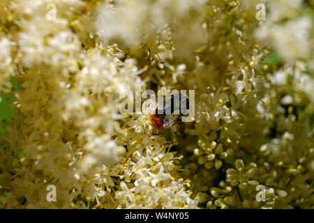 Bee nel polline pollinates lilla. Processo di fecondazione. Syringa amurensis in estate. Sfondo con profondità di campo ridotta Foto Stock