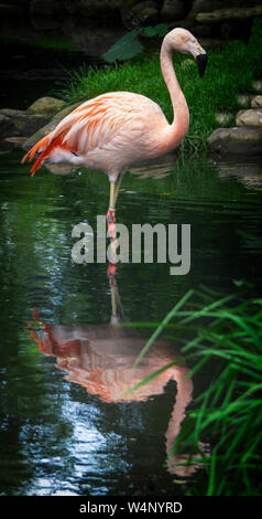 Flamingo cileni lo Zoo di Calgary Alberta Canada Foto Stock