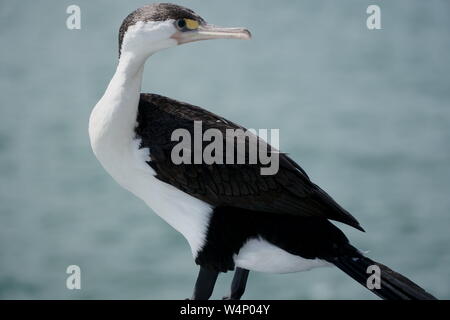 Phalacrocoracidae cormorano o close-up nel porto di Auckland durante l'estate Foto Stock