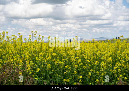 Brillante e luminoso giallo senape campi nell'agricoltura Palouse regione Western Idaho, vicino Culdesac, ID Foto Stock
