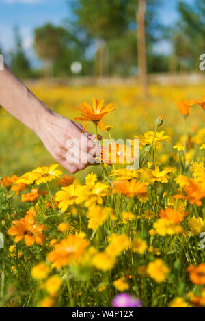 Donna che mantiene wild sbocciare fiori Foto Stock