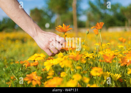 Donna che mantiene wild sbocciare fiori Foto Stock