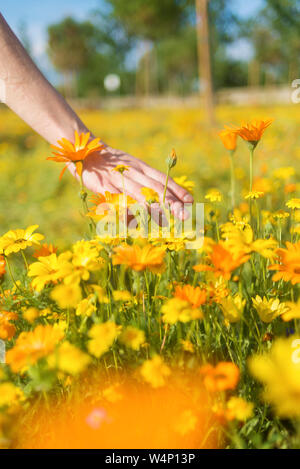 Donna che mantiene wild sbocciare fiori Foto Stock