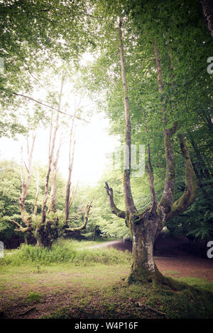 Otzarreta foresta di faggio in Spagna. Foto Stock