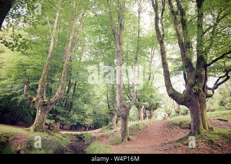 Otzarreta foresta di faggio in Spagna. Foto Stock