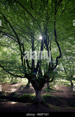 Otzarreta foresta di faggio in Spagna. Foto Stock