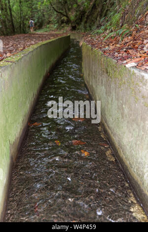 Close-up di levada lungo sentieri escursionistici di Ribeiro Frio. Isola portoghese di Madeira Foto Stock