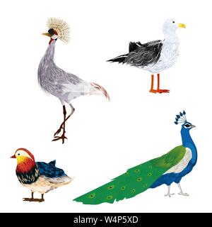 Uccelli vettore impostato su sfondo bianco. Seagull, Crowned Crane, peacock e Anatra di mandarino. Illustrazione Vettoriale
