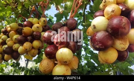 Fresco stringa di casa coltivato organico misto rosso e bianco cipolle appese all'esterno per asciugarsi al sole Foto Stock