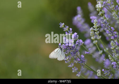 Makro Lavendelwiese mit Baumweissling Schmetterling Hintergrund Foto Stock