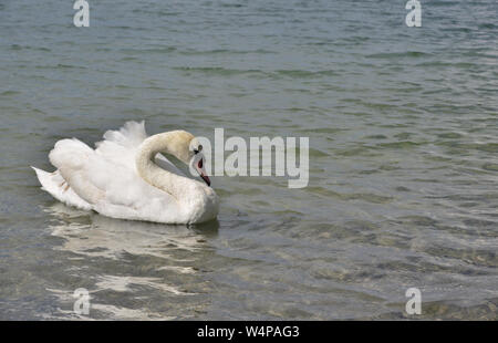 Un bianco BELLISSIMO CIGNO è solo nuotare in un lago Foto Stock