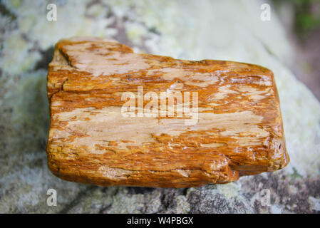 Legno pietrificato combustibili / il legno vecchio diventa pietra naturale da Foto Stock