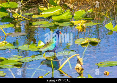 American Pollo Sultano alimentando in un stagno Foto Stock