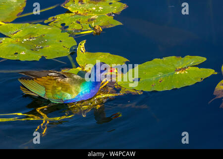 American Pollo Sultano alimentando in un stagno Foto Stock