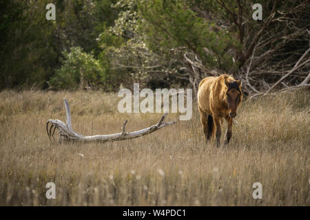 Cavalli selvaggi sulle banche Shackleford, la più meridionale isola barriera in Cape Lookout National Seashore è la casa di più di 100 cavalli selvaggi nel nord auto Foto Stock