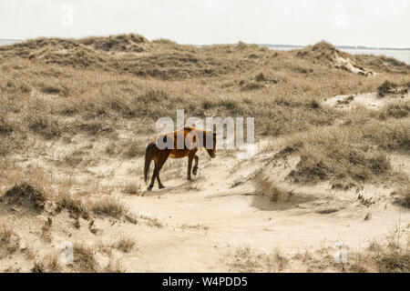 Cavalli selvaggi sulle banche Shackleford, la più meridionale isola barriera in Cape Lookout National Seashore è la casa di più di 100 cavalli selvaggi nel nord auto Foto Stock