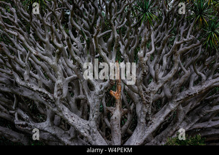 Un caduto Dracaena draco - Dragon's sangue Tree Royal Botanic Gardens Sydney Foto Stock