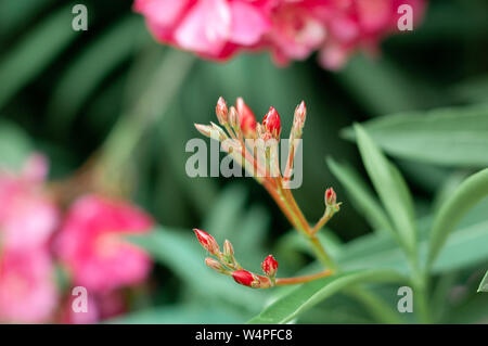 Oleandro Rosa boccioli. Nerium oleander. Sfondo floreale. Messa a fuoco selettiva Foto Stock