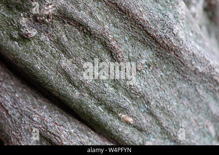 In rilievo a strisce la texture del legno marrone corteccia. Green lichened superficie di un albero, soft focus, close-up Foto Stock