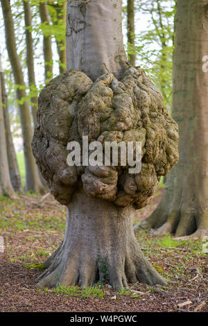 Grande crescita su un tronco di albero Malattia di una corteccia di albero Foto Stock