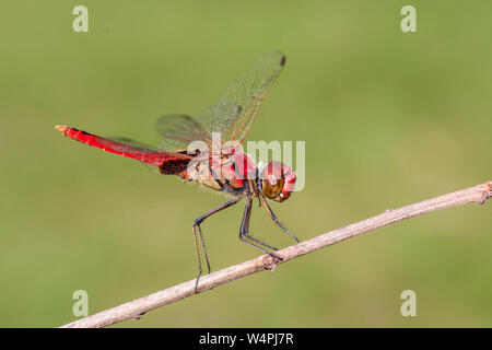 Scarlet palissone Dragonfly a riposo Foto Stock