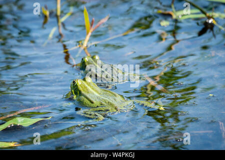 Due rane verdi a nuotare in acqua di un piccolo lago, tra le piante acquatiche. Il maschio di dimensioni maggiori è il seguente la femmina durante l'accoppiamento del tempo. Visto fro Foto Stock