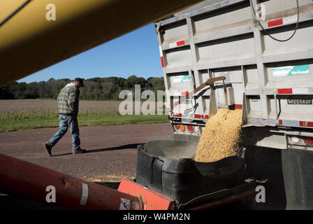 Un agricoltore passeggiate passato un camion versare i semi di soia raccolti sulla sua fattoria in Chesterfield Township, New Jersey. Foto Stock