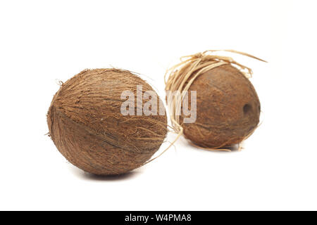 Due noci di cocco con archetto isolatd su sfondo bianco Foto Stock
