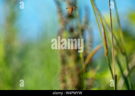 Flying comune soldato rosso beetle nel Wiltshire, Regno Unito Foto Stock