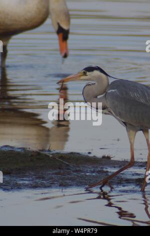 Airone cinerino (Ardea cinerea), dalle lunghe gambe predatori di trampolieri pesca nel diluvio di prato verde di soffiaggio Marsh, Topsham, Exeter, Devon, Regno Unito Foto Stock