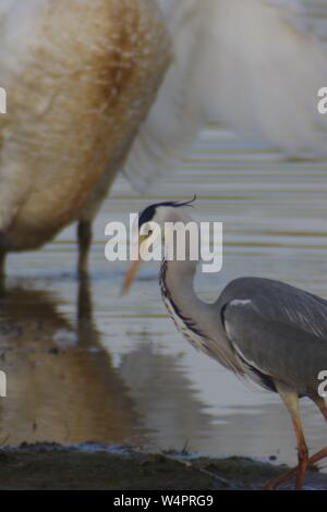 Airone cinerino (Ardea cinerea), dalle lunghe gambe predatori di trampolieri pesca nel diluvio di prato verde di soffiaggio Marsh, Topsham, Exeter, Devon, Regno Unito Foto Stock